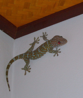 Le gecko, un sympathique lézard
