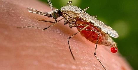 L'anophéle stephensi, le vecteur de malaria le plus répendu en Inde